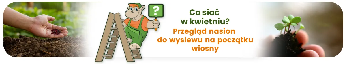 Co siać w kwietniu? Przegląd nasion do wysiewu na początku wiosny

